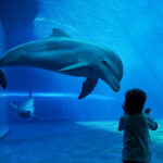 What are the Conditions  for Dolphinariums